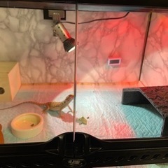 フトアゴヒゲトカゲ　飼育セットのケージとライトのセット⚠️穴あけ、シール等ありますの画像