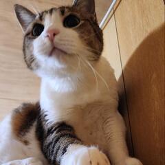 ビビりは超一流です、こてつくん