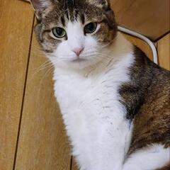 ビビりは超一流です、こてつくん − 長野県
