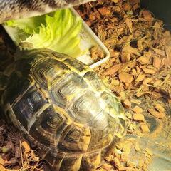ギリシャリクガメ　3才前後