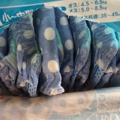 Mサイズ　ペット用紙オムツの画像