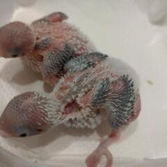 セキセイインコの雛。愛情を注いでくれる方でしたら。