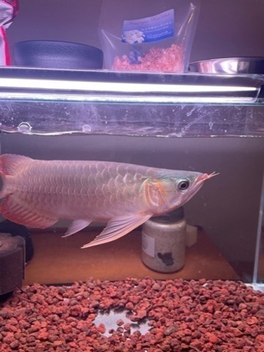 問い合わせください☺️