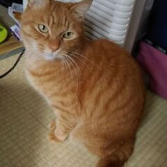 在宅英語塾：zoomの画像