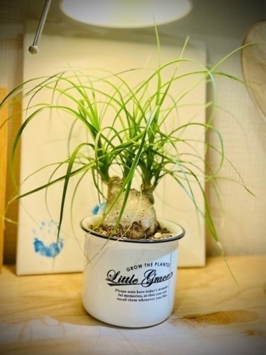 鉢付き観葉植物！ぷっくり幹がクールでかっこいい♪お部屋にワンポイントグリーンインテリア！