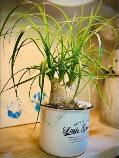 鉢付き観葉植物！ぷっくり幹がクールでかっこいい♪お部屋にワンポイントグリーンインテリア！