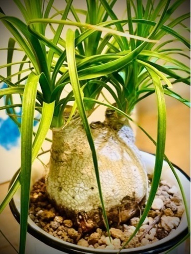 鉢付き観葉植物！ぷっくり幹がクールでかっこいい♪お部屋にワンポイントグリーンインテリア！