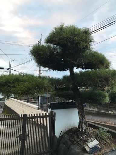 門　松の木