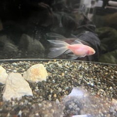 アルビノ朱文金