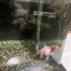 アルビノ朱文金の画像