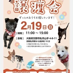 そっくりな元気姉妹☆スズシロちゃん　メス　３ヶ月 - 大阪市