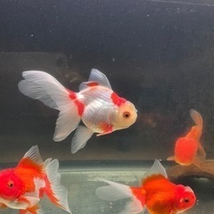 水槽セット　金魚オランダの画像