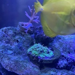 キイロハギの画像