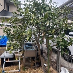 【現在商談中】 🌈無料 みかんの木🍊 貰って下さい ミカン あげます