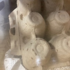 イエコオロギ　ssサイズ