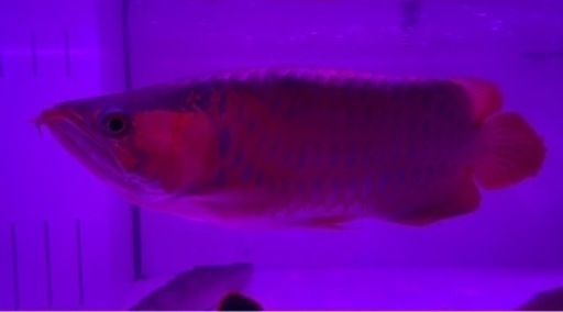 ショート個体　熱帯魚