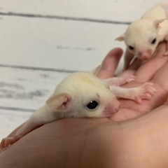 フクロモモンガ　リューシ男の子　2301