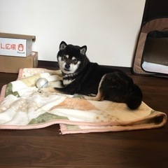 飼い主さん見つかりました！ありがとうございました🙇‍♀️ - 姶良市
