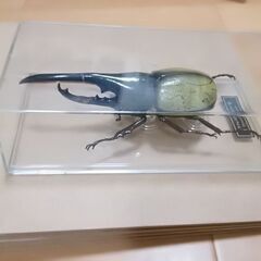 ヘラクレスオオカブトの模型