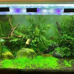 各種水草