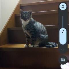 会社で保護した母猫です。前回、里親に出した仔猫の母親です。少し人...