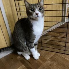 キジ白ひでちゃん☘️