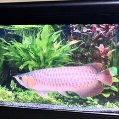 ☆受付終了【美品】熱帯魚NEC魚八景ジュニア バーチャル水槽