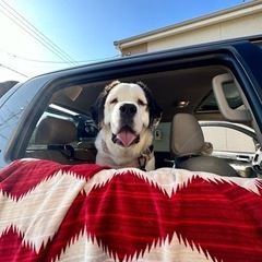 大型犬お友達募集中！