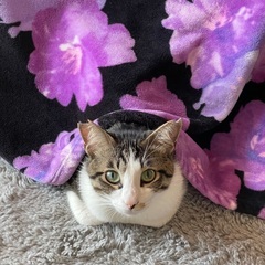 甘えたな男の子🐈