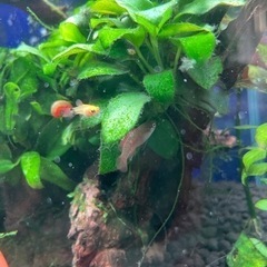 ミッキーマウスプラティ差し上げます