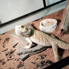 フトアゴヒゲトカゲ!の画像