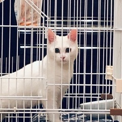 イケメン白猫4ヶ月男の子