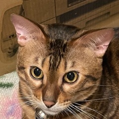 可愛がってください。2歳7ヶ月ベンガル♂　血統書付き