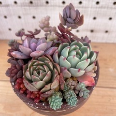 多肉寄植え　ステンシル鉢　茶