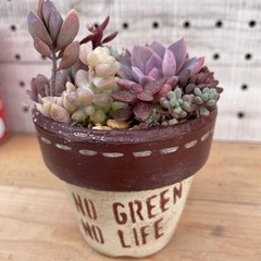 多肉寄植え　ステンシル鉢　茶の画像