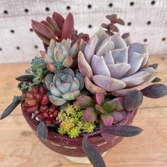 多肉寄植え　ステンシル鉢　ワインレッド