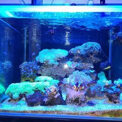 （決定取り引き中）この中の生体　全て　　サンゴ　海水魚の画像