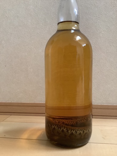まむし酒 