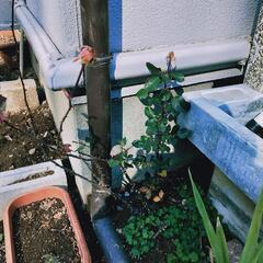 薔薇譲ります　最大３つ　ミニ薔薇１つの画像