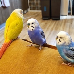 迷子のセキセイインコを探しています