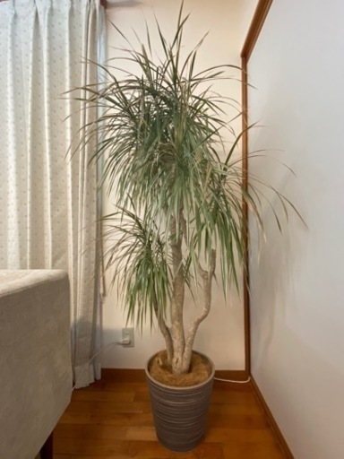 大型観葉植物　ドラセナ？