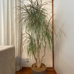 大型観葉植物　ドラセナ？