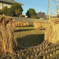 籾殻　もみ殻　土壌改善　土作り　家庭菜園　保温材　冬対策　寒さ対策の画像