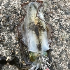 釣り仲間募集します！