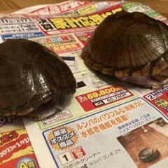 亀二匹セットです。カブトニオイガメと名前不明一匹です