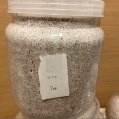 ツシマヒラタクワガタ幼虫 1匹500円