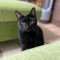 猫ちゃんが大好きな子です！ - 里親募集