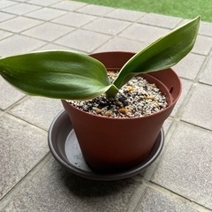開運　オモト(万年青)