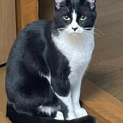 兄妹猫☘️２歳