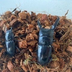 ツシマヒラタクワガタ　オスメスセット